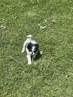 Puppy #14, a female Japanese Chin for sale in Neodesha, KS – Photo 5 of 5