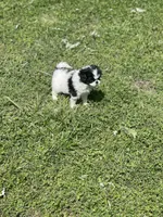 Puppy #14, a female Japanese Chin for sale in Neodesha, KS – Photo 3 of 5