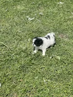 Puppy #14, a female Japanese Chin for sale in Neodesha, KS – Photo 2 of 5