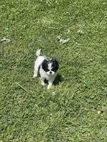 Puppy #14, a female Japanese Chin for sale in Neodesha, KS – Photo 4 of 5