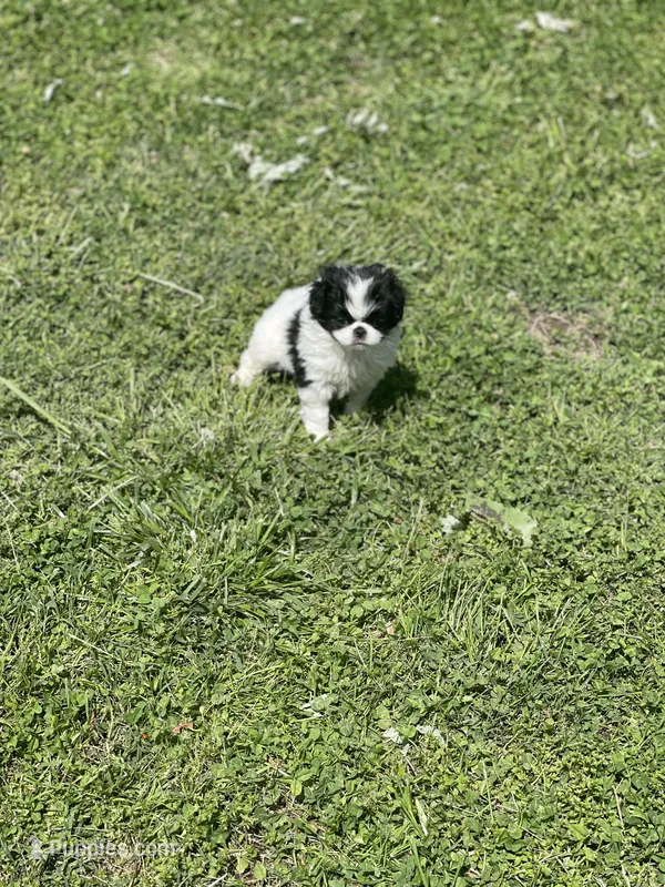 Puppy #14 – Japanese Chin puppy for sale in Neodesha, KS