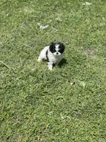 Puppy #14, a female Japanese Chin for sale in Neodesha, KS – Photo 1 of 5