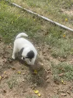 Puppy -#35, a male Japanese Chin for sale in Neodesha, KS – 4 of 4