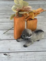 Puppy #45, a male Miniature Schnauzer for sale in Neodesha, KS – 4 of 5