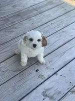 Puppy #25, a male Cavapoo for sale in Neodesha, KS – 4 of 6