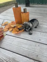 Puppy #51, a female Miniature Schnauzer for sale in Neodesha, KS – 3 of 5