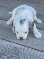 Puppy #25, a male Cavapoo for sale in Neodesha, KS – 3 of 6