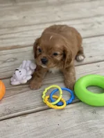 Puppy #22, a male Cavalier King Charles Spaniel for sale in Neodesha, KS – 4 of 5