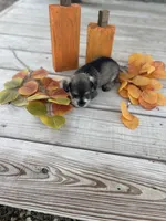 Puppy #48, a male Miniature Schnauzer for sale in Neodesha, KS – 6 of 6