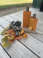 Puppy #52, a female Miniature Schnauzer for sale in Neodesha, KS – 2 of 5