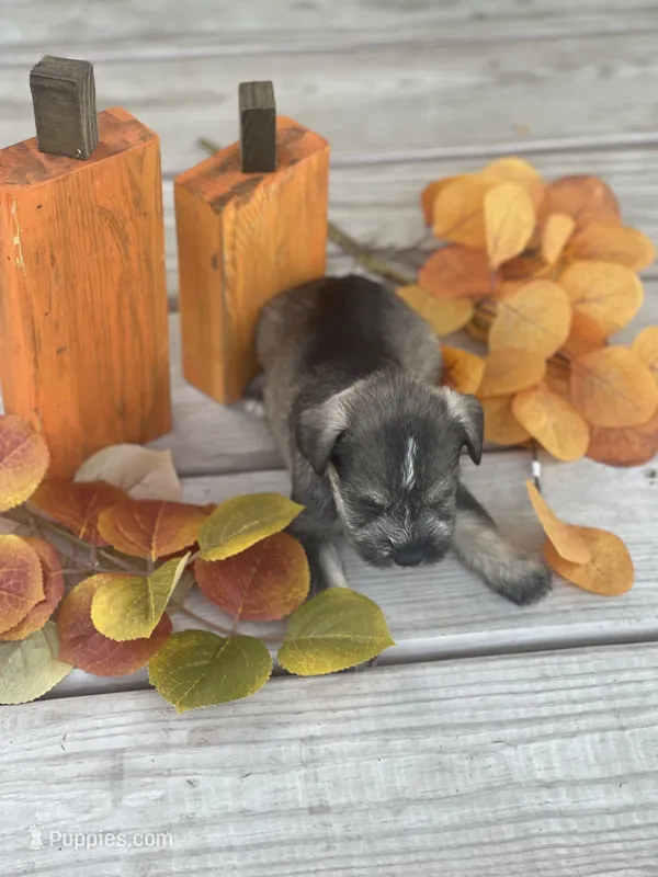 Puppy #47 – Miniature Schnauzer puppy for sale in Neodesha, KS