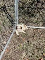 Puppy #41, a male Japanese Chin for sale in Neodesha, KS – 4 of 6