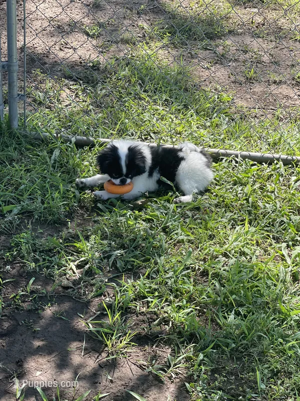 Puppy #12 – Japanese Chin puppy for sale in Neodesha, KS