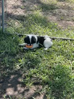 Puppy #12, a male Japanese Chin for sale in Neodesha, KS – 1 of 5