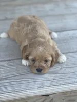 Puppy #28, a female Cavapoo for sale in Neodesha, KS – 2 of 5