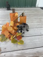 Puppy #48, a male Miniature Schnauzer for sale in Neodesha, KS – 3 of 6