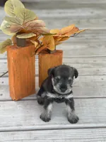 Puppy 46, a male Miniature Schnauzer for sale in Neodesha, KS – 2 of 5