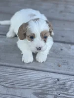 Puppy #26, a male Cavapoo for sale in Neodesha, KS – 4 of 5