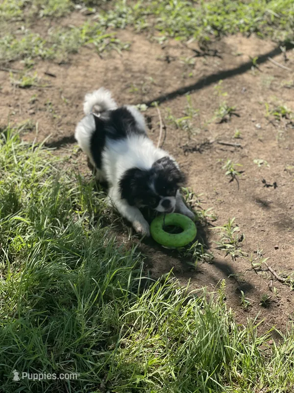 Puppy #10 – Japanese Chin puppy for sale in Neodesha, KS