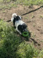 Puppy #10, a male Japanese Chin for sale in Neodesha, KS – 1 of 5