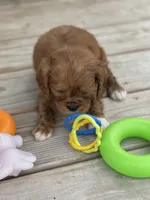 Puppy #23, a male Cavalier King Charles Spaniel for sale in Neodesha, KS – 1 of 5