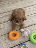 Puppy #21, a male Cavalier King Charles Spaniel for sale in Neodesha, KS – 4 of 5