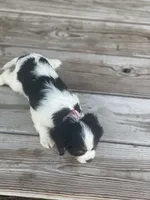 Puppy #34, a male Cavalier King Charles Spaniel for sale in Neodesha, KS – 4 of 5