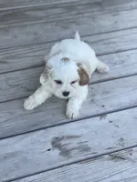 Puppy #25, a male Cavapoo for sale in Neodesha, KS – 2 of 6
