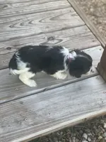 Puppy #32, a male Cavalier King Charles Spaniel for sale in Neodesha, KS – 4 of 5