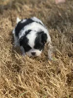 Puppy #43, a female Japanese Chin for sale in Neodesha, KS – 5 of 6