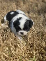 Puppy #43, a female Japanese Chin for sale in Neodesha, KS – 6 of 6