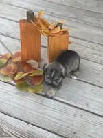 Puppy #47, a male Miniature Schnauzer for sale in Neodesha, KS – 5 of 5