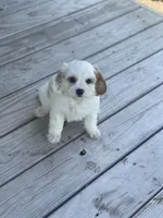 Puppy #25, a male Cavapoo for sale in Neodesha, KS – 3 of 6