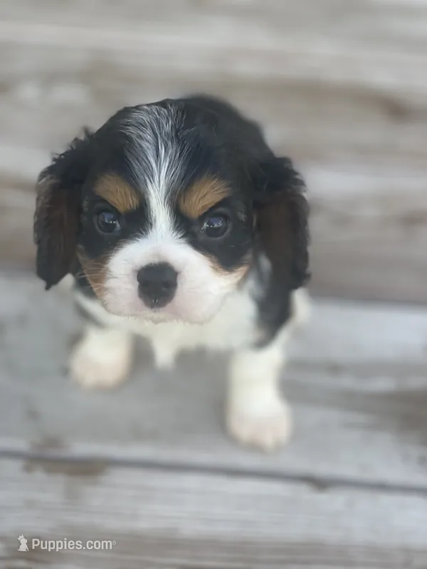 Puppy 33 – Cavalier King Charles Spaniel puppy for sale in Neodesha, KS