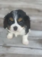 Puppy 33, a male Cavalier King Charles Spaniel for sale in Neodesha, KS – 1 of 6