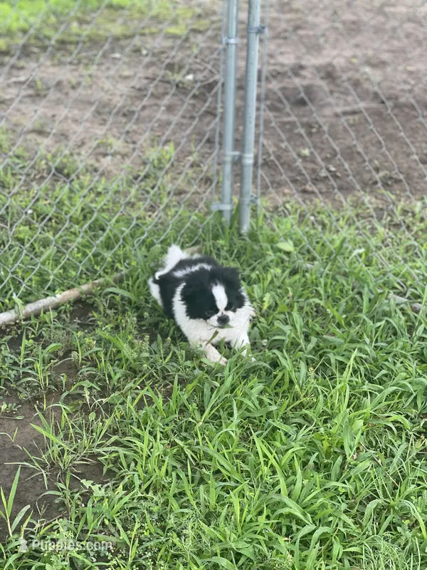 Puppy #8 – Japanese Chin puppy for sale in Neodesha, KS