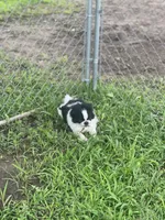 Puppy #8, a male Japanese Chin for sale in Neodesha, KS – 1 of 4