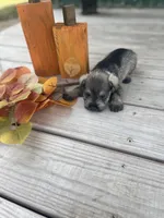 Puppy #51, a female Miniature Schnauzer for sale in Neodesha, KS – 2 of 5
