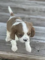 Puppy #31, a male Cavalier King Charles Spaniel for sale in Neodesha, KS – 4 of 6