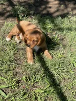 Puppy #20, a male Cavalier King Charles Spaniel for sale in Neodesha, KS – 2 of 5