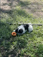 Puppy #12, a male Japanese Chin for sale in Neodesha, KS – 4 of 5