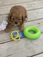 Puppy #22, a male Cavalier King Charles Spaniel for sale in Neodesha, KS – 5 of 5