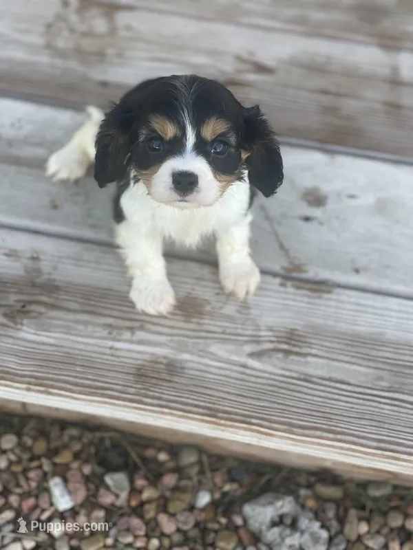 Puppy #32 – Cavalier King Charles Spaniel puppy for sale in Neodesha, KS