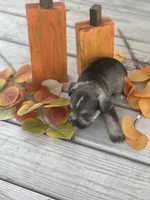 Puppy #47, a male Miniature Schnauzer for sale in Neodesha, KS – 3 of 5