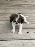 Puppy #37, a male Japanese Chin for sale in Neodesha, KS – 5 of 5