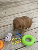 Puppy #22, a male Cavalier King Charles Spaniel for sale in Neodesha, KS – 2 of 5