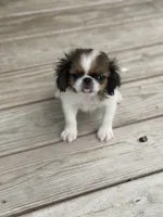 Puppy #37, a male Japanese Chin for sale in Neodesha, KS – 2 of 5