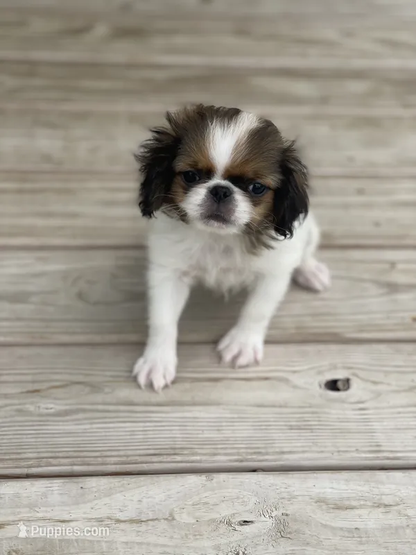 Puppy #37 – Japanese Chin puppy for sale in Neodesha, KS