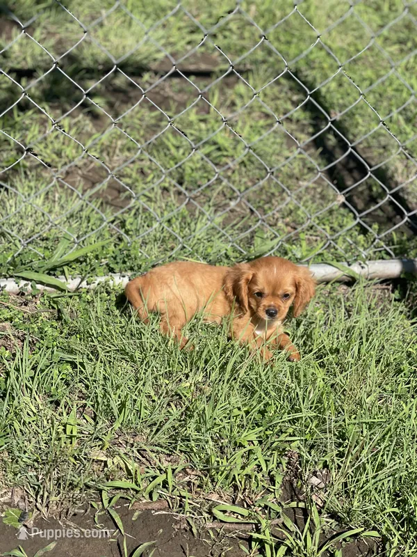 Puppy #22 – Cavalier King Charles Spaniel puppy for sale in Neodesha, KS