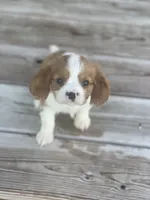 Puppy #31, a male Cavalier King Charles Spaniel for sale in Neodesha, KS – 6 of 6